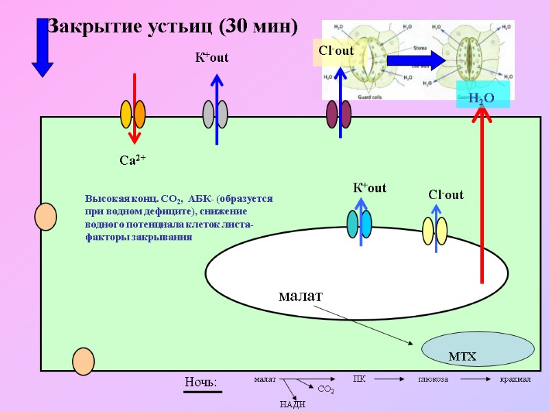 К+out Cl-out   К+out Cl-out Са2+  Закрытие устьиц (30 мин) малат мтх